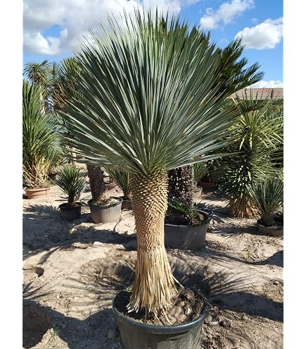 Amazon.com : 10 Seeds Blue Yucca Tree | Yucca rigida Agave Tree